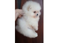 magnifique-spitz-nain-pomeranian-a-reserver-small-2