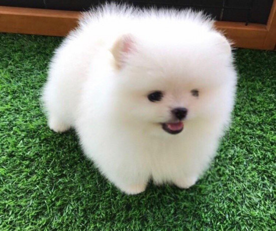 magnifique-spitz-nain-pomeranian-a-reserver-big-1