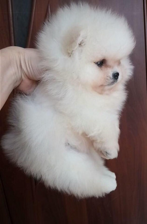 magnifique-spitz-nain-pomeranian-a-reserver-big-2