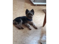 super-yorkshire-terrier-a-ladoption-small-1