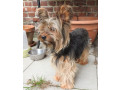 super-yorkshire-terrier-a-ladoption-small-2