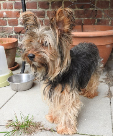 super-yorkshire-terrier-a-ladoption-big-2