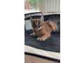 savannah-chatons-caracal-enregistres-small-1