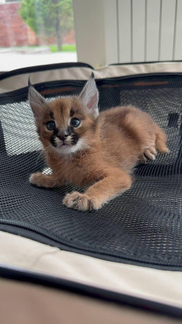 savannah-chatons-caracal-enregistres-big-1