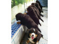 chiots-bouvier-bernois-small-2