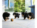 chiots-bouvier-bernois-small-1