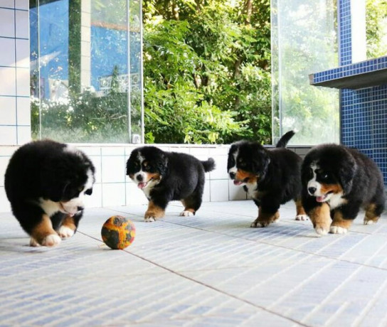 chiots-bouvier-bernois-big-1