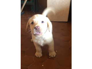 Adorable chiot labrador retriever