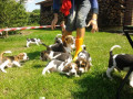 adorables-chiot-beagle-de-tres-bonnes-origine-small-0