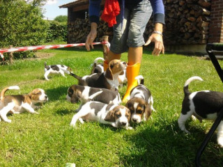 Adorables Chiot Beagle de très bonnes origine