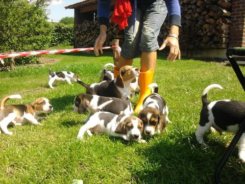 adorables-chiot-beagle-de-tres-bonnes-origine-big-0