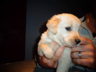 Chiots Golden Retriever(Mâle et Femelle)