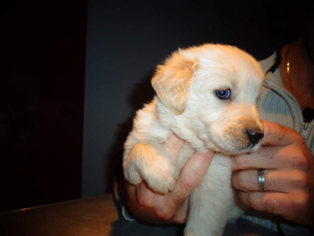 chiots-golden-retrievermale-et-femelle-big-0