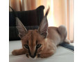 disponible-savannah-et-serval-caracal-et-ocelot-chatons-small-1