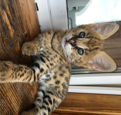 disponible-savannah-et-serval-caracal-et-ocelot-chatons-big-0