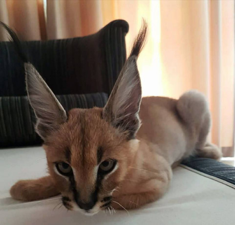 disponible-savannah-et-serval-caracal-et-ocelot-chatons-big-1