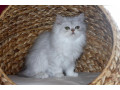 a-donner-chaton-persan-chinchilla-femelle-small-0