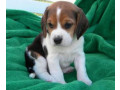 chiot-beagle-small-1