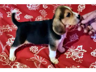 Chiot Beagle