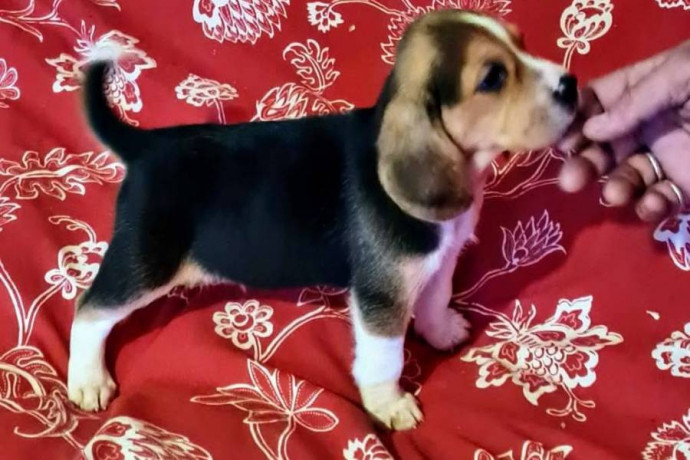 chiot-beagle-big-0