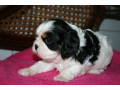 a-donner-adorable-femelle-cavalier-king-charles-small-0