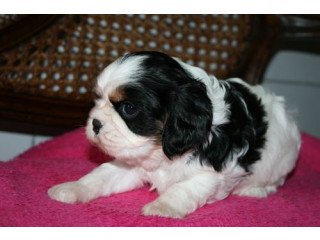 A DOnner Adorable femelle Cavalier King charles