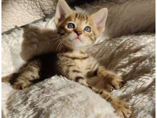 A donner, magnifiques chatons savannah