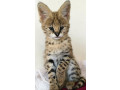 serval-et-savannah-caracal-chatons-enregistres-small-1