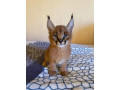 serval-et-savannah-caracal-chatons-enregistres-small-0