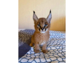 Serval et Savannah, caracal Chatons enregistrés