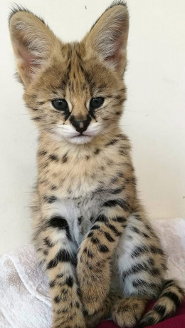 serval-et-savannah-caracal-chatons-enregistres-big-1