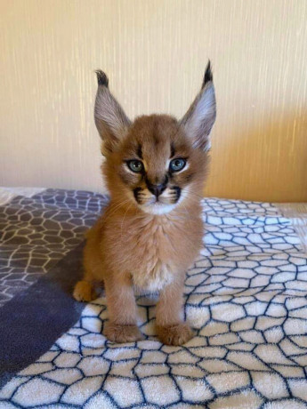 serval-et-savannah-caracal-chatons-enregistres-big-0