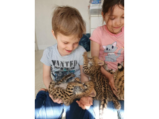 Chatons savannah , serval et caracal