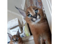 caracal-and-caracat-kittens-small-3