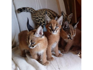 Caracal and caracat kittens