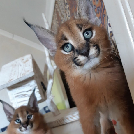 caracal-and-caracat-kittens-big-3