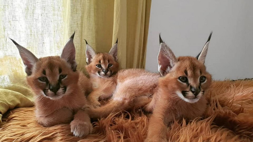 caracal-and-caracat-kittens-big-2