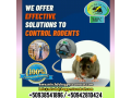 services-3d-deratisation-desinsectisation-desinfection-dans-le-domaine-sanitaire-pest-control-small-0
