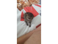 chaton-small-1