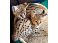 disponible-chatons-serval-caracal-et-savannahs-small-0