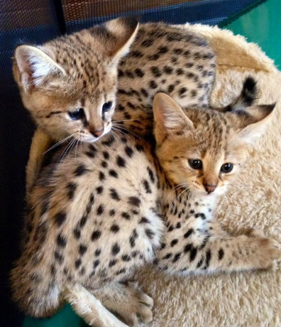 disponible-chatons-serval-caracal-et-savannahs-big-0