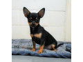 jai-2-chihuahua-a-vendre-small-0