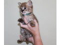 available-kittens-serval-and-caracal-and-savannahs-small-0