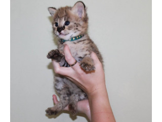 Available kittens serval and caracal and Savannahs