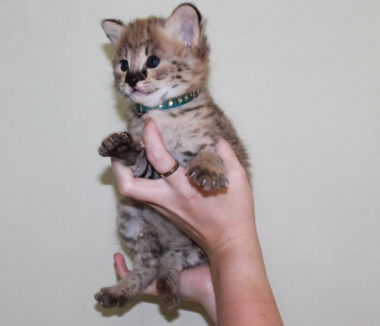 available-kittens-serval-and-caracal-and-savannahs-big-0