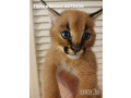 available-serval-and-savannah-and-caracal-kittens-small-0