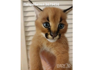 Available Serval and Savannah and Caracal kittens