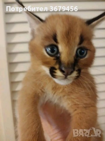 available-serval-and-savannah-and-caracal-kittens-big-0