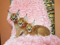 caracal-and-caracat-kittens-small-4