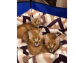 caracal-and-caracat-kittens-small-3